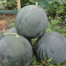 Fresh Obsidian Sweet Black Seedless Watermelon Seeds Jet Black Rind Red Flesh