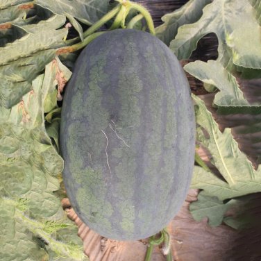 Fresh Watermelon Seeds Sweet Crisp Red Flesh