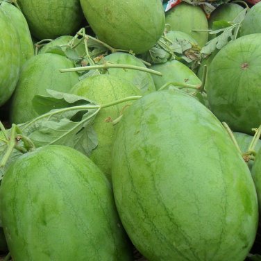 Fresh Yellow Flesh Watermelon Seeds Sweet Small Gifting Melon