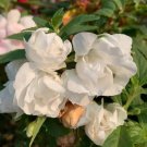 Fresh White Garden Balsam Double Flower Seeds Camellia Like Annual Warm Climates