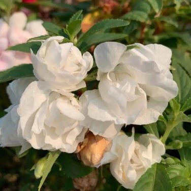 Fresh White Garden Balsam Double Flower Seeds Camellia Like Annual Warm Climates