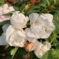 Fresh White Garden Balsam Double Flower Seeds Camellia Like Annual Warm Climates