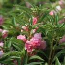 Fresh Pink Balsam Double Flower Seeds Double Camellia like Flowers Bloom Series Beds