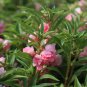 Fresh Pink Balsam Double Flower Seeds Double Camellia like Flowers Bloom Series Beds