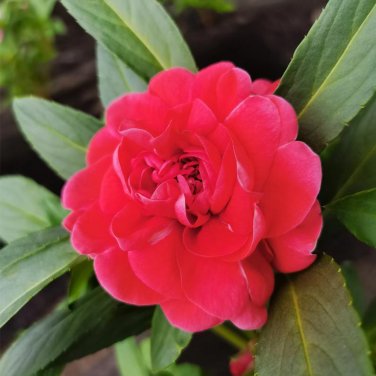 Fresh Red Garden Balsam Double Flower Seeds Long Lasting Summer BeautyPots Borders