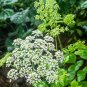 Fresh Hemsley s Hogweed Seeds Perennial