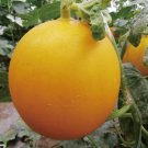 Fresh Hongyu Melon Seeds – High Sugar Sweet Melon Variety with Orange Skin Flesh