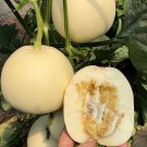 Fresh White Honey Jar Melon Hybrid Seeds High Sugar Sweet Juicy Crisp White Flesh