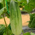 Fresh Horn Honey Melon Seeds Slender Grey Green Fruit with Light Green Superb Flavor