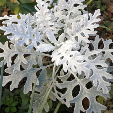 Fresh Silver Ragwort (Jacobaea maritima) Seeds