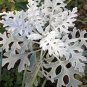 Fresh Silver Ragwort (Jacobaea maritima) Seeds