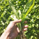 Fresh Sawtooth Coriander Seeds Fragrant Serrated Leaf Asian Herb Wild Vegetable
