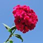 Fresh Red Sweet William Seeds Perennial Dianthus Flowers for Gardens Bouquets