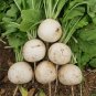 Fresh Large Round White Radish F1 Seeds Sweet Crisp Fast Growth Superior Quality