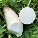 Fresh White Jade Radish Seeds F1 Long Crisp Roots Excellent Storability