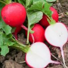 Fresh Red Cherry Radish Seeds Fast Growing Disease Resistant High Yield