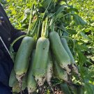 Fresh Chinese Radish Seeds Fast Growing High Yield Vegetable Sweet Crisp Flesh