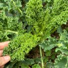Fresh Curly Kale Seeds Dutch Pinnate Dark Green Leaves High Consistent Yield