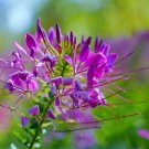 Fresh Spider Flower Seeds Purple Butterfly Like Blooms Fast Growing Traditional