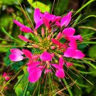 Fresh Spider Flower (Cleome houtteana) Seeds Butterfly like Rose Red Blooms