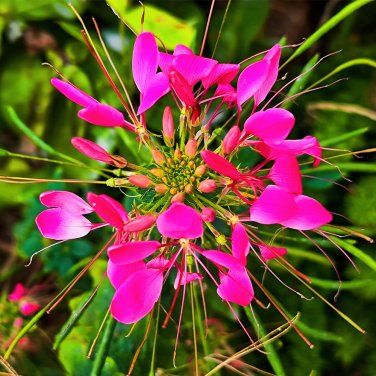 Fresh Spider Flower (Cleome houtteana) Seeds Butterfly like Rose Red Blooms