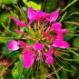Fresh Spider Flower (Cleome houtteana) Seeds Butterfly like Rose Red Blooms