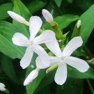 Fresh Bouncing Bet Seeds (Saponaria officinalis) White Flowers Long Blooming