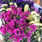 Fresh Wavyleaf Sea Lavender Seeds Colorful Everlasting Flowers Cut Dried Flower