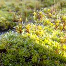 Fresh Twisted Moss Seeds Syntrichia ruralis Extreme Climate Adaptable Moss