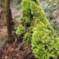 Fresh White Cushion Moss Seeds Leucobryum glaucum Pale Gray