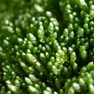 Fresh Silver Moss Seeds Fast Reviving Low Maintenance for Rock Gardens Bonsai