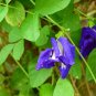 Fresh Butterfly Pea Seeds (Clitoria ternatea) – Blue Flowering Vine for Gardens