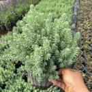 Fresh Reflexed Stonecrop Seeds Sedum rupestre Gray Green Succulent for Rock Gardens