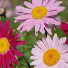 Fresh Painted Daisy Seeds Perennial Flower Seeds with Natural Insecticide Properties