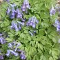 Fresh Yanhusuo Seeds Corydalis Pain Relief Qi Circulation Zhejiang Famous