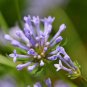 Fresh Blue Woodruff Seeds Fragrant Annual with Unique Blue Flowers Whorled Leaves