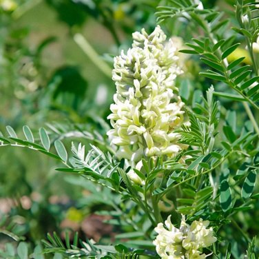 Fresh Huang Qi Seeds Premium Astragalus