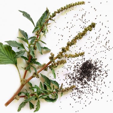 Fresh Spiny Amaranth Seeds Nutrient Rich Edible Greens with Medicinal Uses