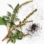 Fresh Spiny Amaranth Seeds Nutrient Rich Edible Greens with Medicinal Uses