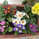 Fresh English Primrose Seeds Primula Vulgaris Cold Hardy Spring Blooms with Uses