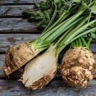 Fresh Celeriac Giant Prague Seeds Cold Hardy Biennial Root Vegetable Taproot Leaves