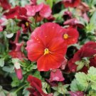 Fresh Super Bingo Series Red Pansy Seeds Biennial Pansy Vibrant Blooms