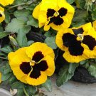 Fresh Super Bingo Series Blotched Yellow Pansy Seeds | Ghost Face Blooms | Viola