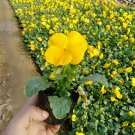 Fresh Super Bingo Yellow Pansy Seeds | Biennial Perennial Lanceolate Leaves s
