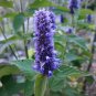 Fresh Korean Mint Seeds (Agastache rugosa) Fragrant Medicinal Herb for Gardens