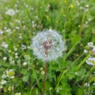 Fresh Dandelion Seeds Taraxacum officinale Greens Ground Cover Wind Dispersed Pappus