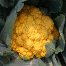 Fresh Golden Cauliflower Seeds Vibrant Orange Heads Nutty Flavor Spring/Fall