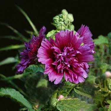 Fresh Lilac Rose Hollyhock Alcea rosea Double Petaled Hollyhock Tall Cottage Seeds