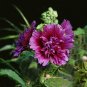 Fresh Lilac Rose Hollyhock Alcea rosea Double Petaled Hollyhock Tall Cottage Seeds