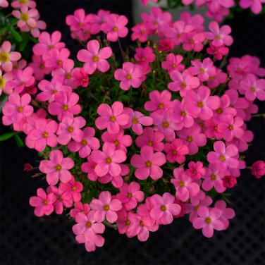 Fresh Oxalis glabra Burgundy Bulbs Vibrant Pink Winter Spring